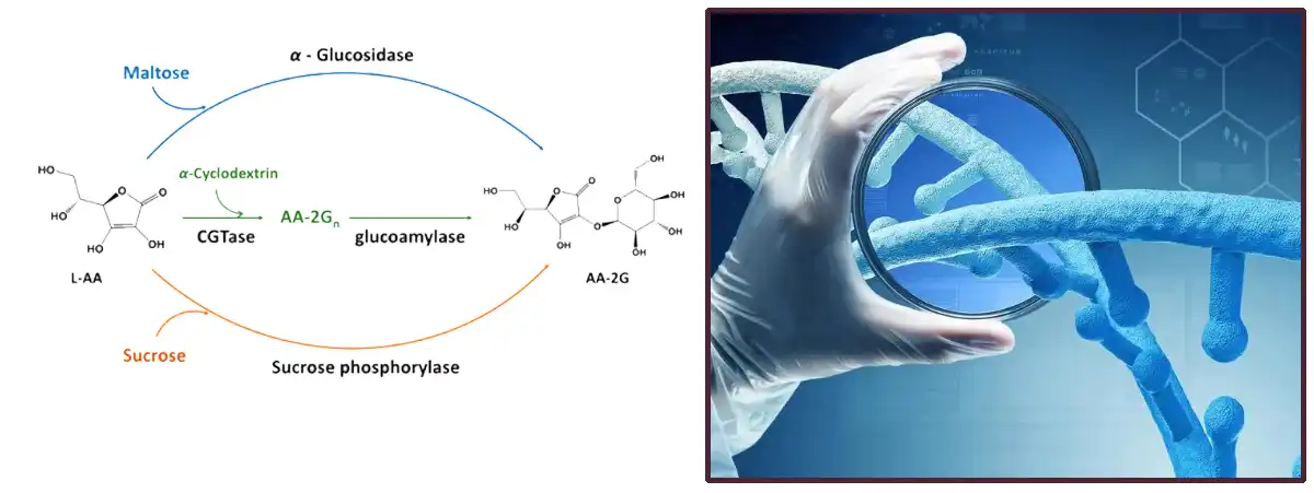 Ascorbyl Glucoside AA2G Factory.jpg